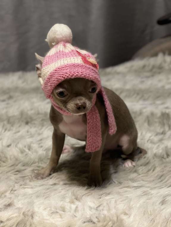 Собаки в Люберцах: Чихуахуа лиловый Мальчик, 45 000 руб. - фото 4