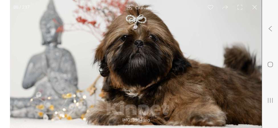 Собаки в Краснодаре: Щенки ши-тцу Мальчик, Бесплатно - фото 2