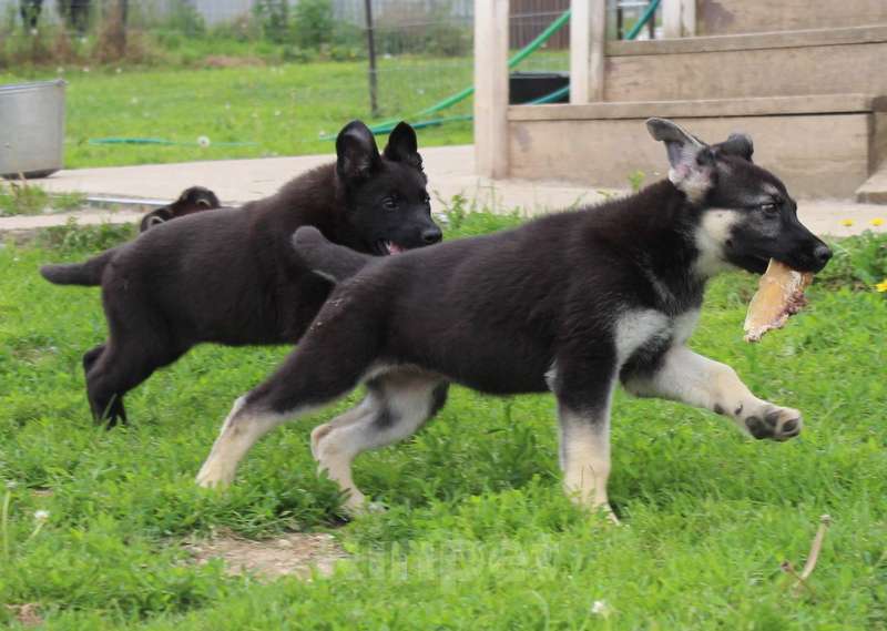 Собаки в Москве: Радомира Девочка, 45 000 руб. - фото 5