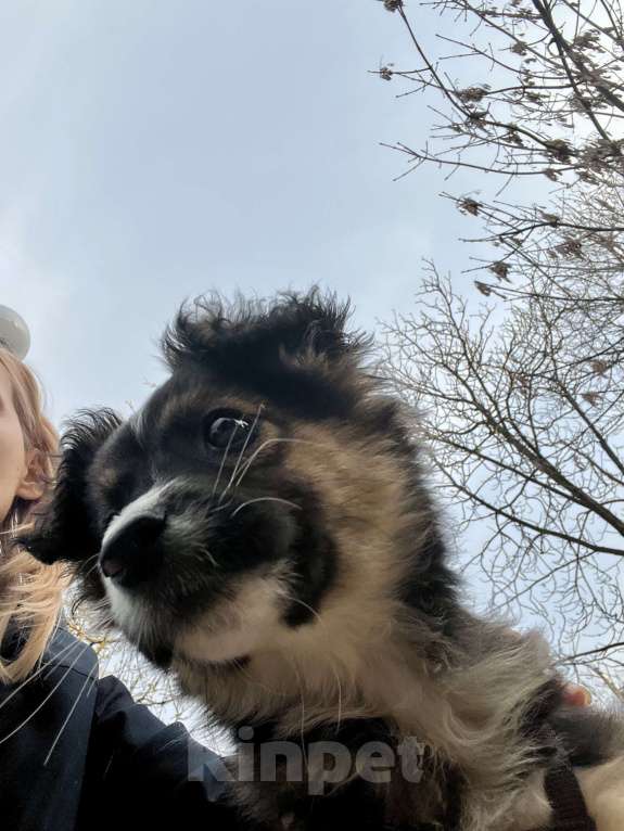 Собаки в Белом Калитве: Малышка в любящую семью Девочка, Бесплатно - фото 3