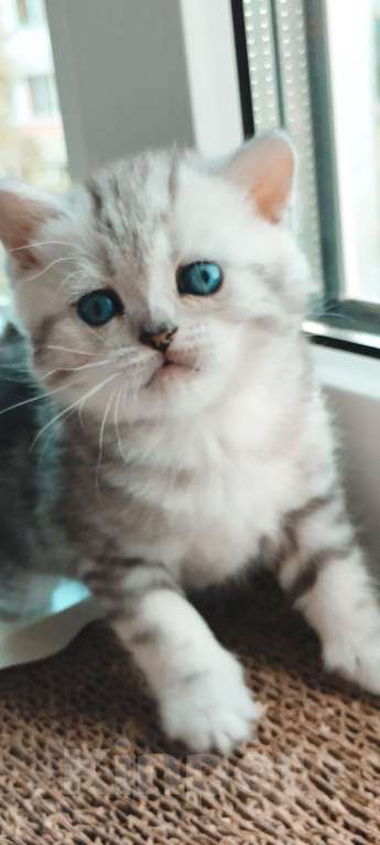Кошки в Пскове: Продам шотландскую мраморную девочку Девочка, 7 000 руб. - фото 3