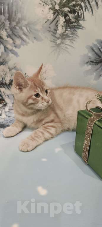 Кошки в Москве: Котята курильчата Мальчик, 35 000 руб. - фото 4