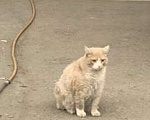 Кошки в Дзержинске: Сбежал кот рыжий Мальчик, 20 000 руб. - фото 6
