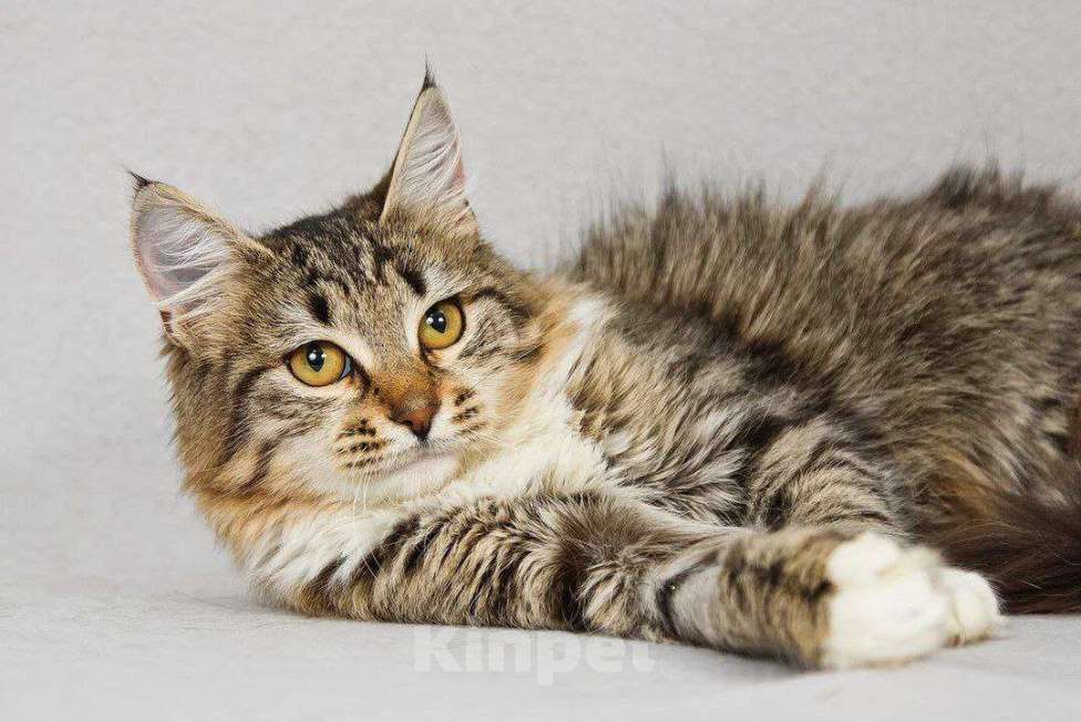 Кошки в Москве: котенок Бурка ищет дом Девочка, Бесплатно - фото 3