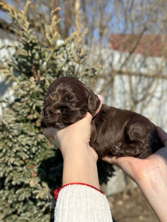 Собаки в Пскове: Американский Кокер Спаниель Девочка, 60 000 руб. - фото 5