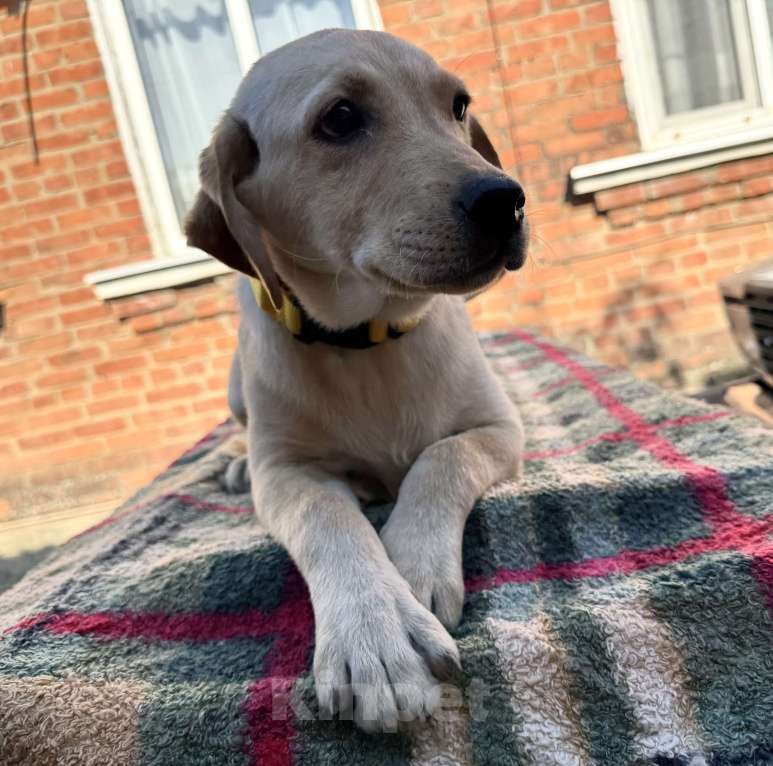 Собаки в Краснодаре: Щенки лабрадора палевые ркф  Девочка, 25 000 руб. - фото 8