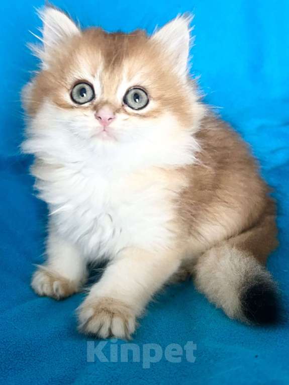 Кошки в Москве: Котики , котята  Мальчик, 30 000 руб. - фото 1
