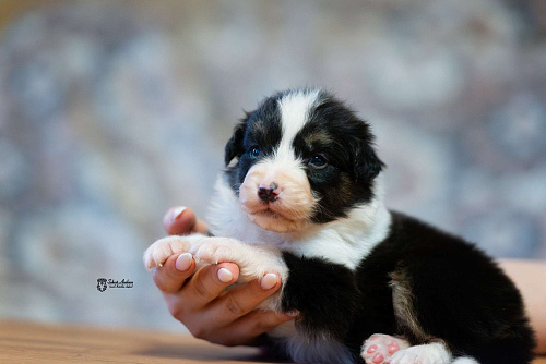 Австралийская овчарка, щенок аусси