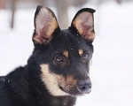 Собаки в Москве: Юна, Активная маленькая девочка в поисках дома, 11 мес. Девочка, 1 руб. - фото 4