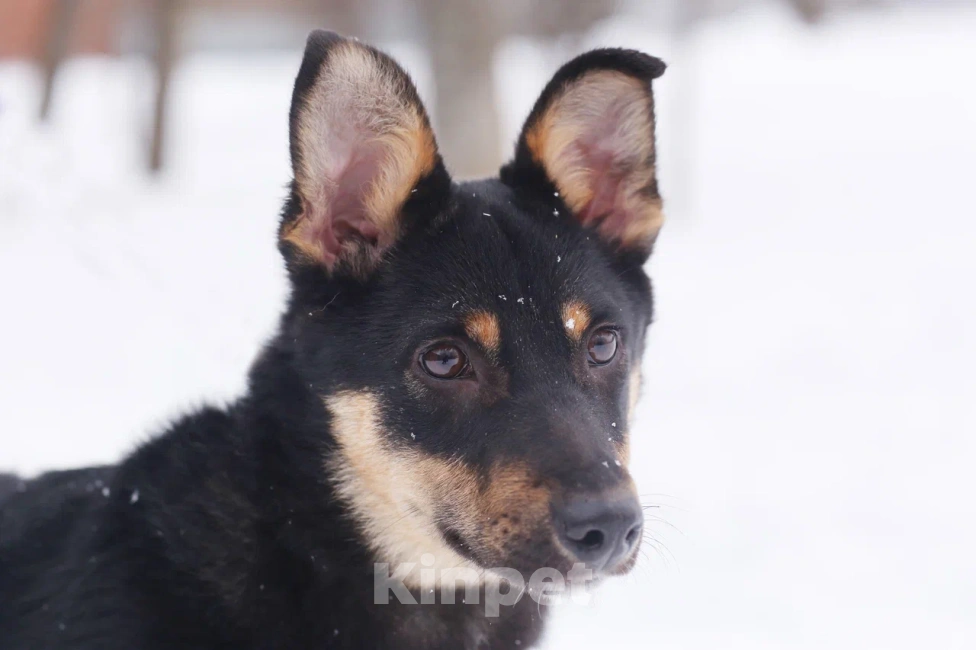Собаки в Москве: Юна, Активная маленькая девочка в поисках дома, 11 мес. Девочка, 1 руб. - фото 4