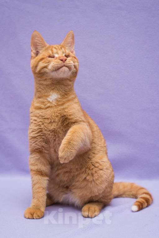 Кошки в Москве: Рыжий Барсик, 7 мес Мальчик, Бесплатно - фото 4