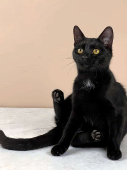 котенок Куба ищет дом