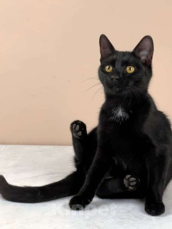 Кошки в Москве: котенок Куба ищет дом Девочка, Бесплатно - фото 1