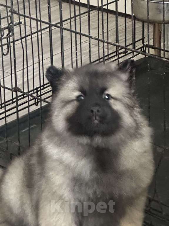 Собаки в Москве: Сука немецкого вольфшпиц кеесхонд Девочка, 100 000 руб. - фото 4