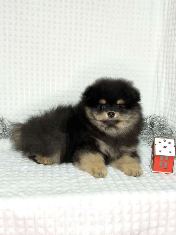 Собаки в Туле: Мальчик черно-подпалый щенок  Мальчик, 35 000 руб. - фото 4