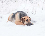 Собаки в Москве: Юлма Девочка, Бесплатно - фото 4