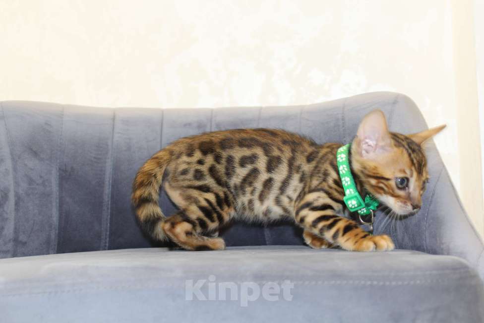 Кошки в Симферополе: Лев Мальчик, 25 000 руб. - фото 5