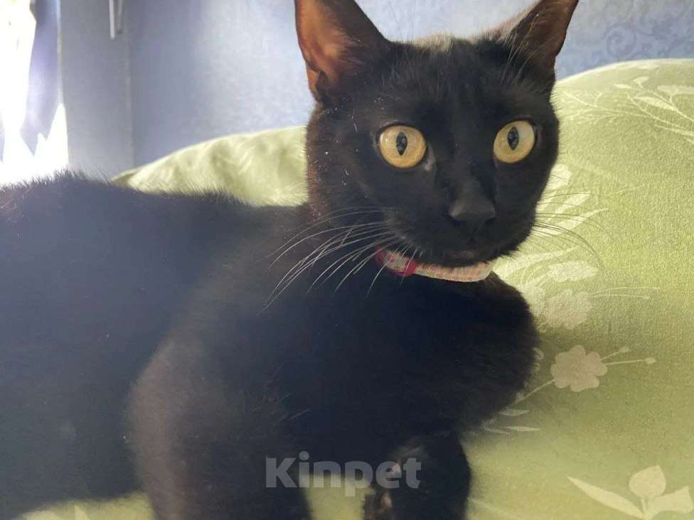 Кошки в Москве: Котенок Ночка ищет дом Девочка, Бесплатно - фото 1