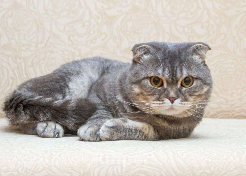 Кошки в Москве: Шотландский кот Зайка в добрые руки Мальчик, Бесплатно - фото 3