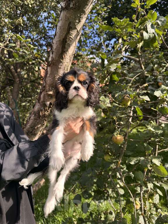 Собаки в Москве: Очаровательный триколорный мальчик кавалер кинг чарльз спаниеля  Мальчик, Бесплатно - фото 4