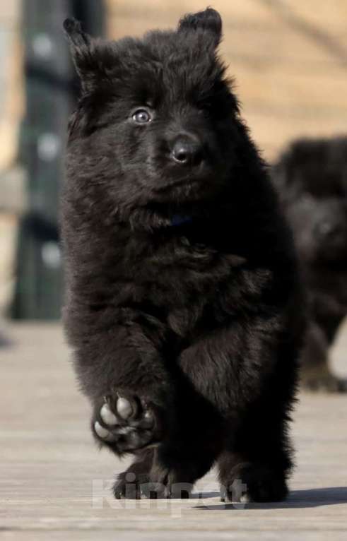 Собаки в других городах Приморского края: Черная рецессивная д/ш сука немецкой овчарки. Девочка, 50 000 руб. - фото 2