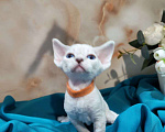 Кошки в Горячем Ключе: Котенок Девон рекс мальчик с голубыми глазами Мальчик, 60 000 руб. - фото 3