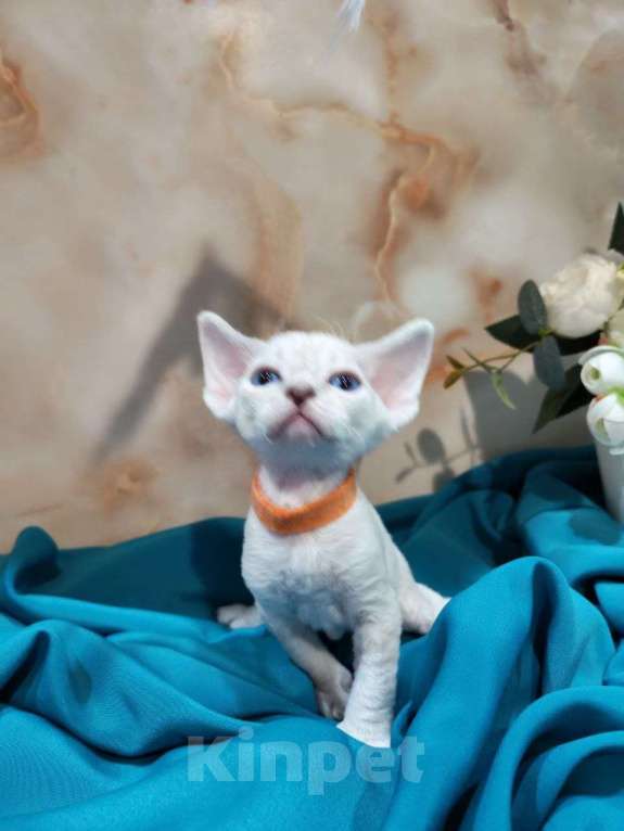 Кошки в Горячем Ключе: Котенок Девон рекс мальчик с голубыми глазами Мальчик, 60 000 руб. - фото 3