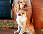 Собаки в Краснодаре: Вязка. Английский кокер спаниель, 1 руб. - фото 1