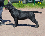 Собаки в Луге: Подрощенный щенок Девочка, 40 000 руб. - фото 1