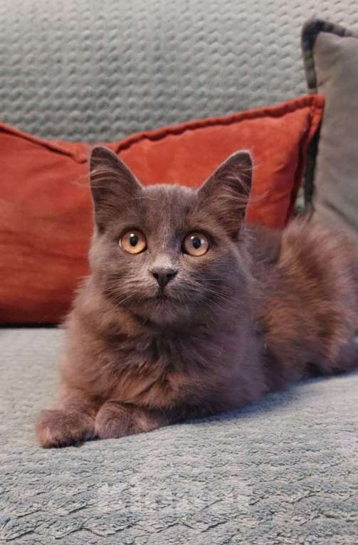 Кошки в Санкт-Петербурге: Красивая пушистая кошечка-подросток Девочка, Бесплатно - фото 5