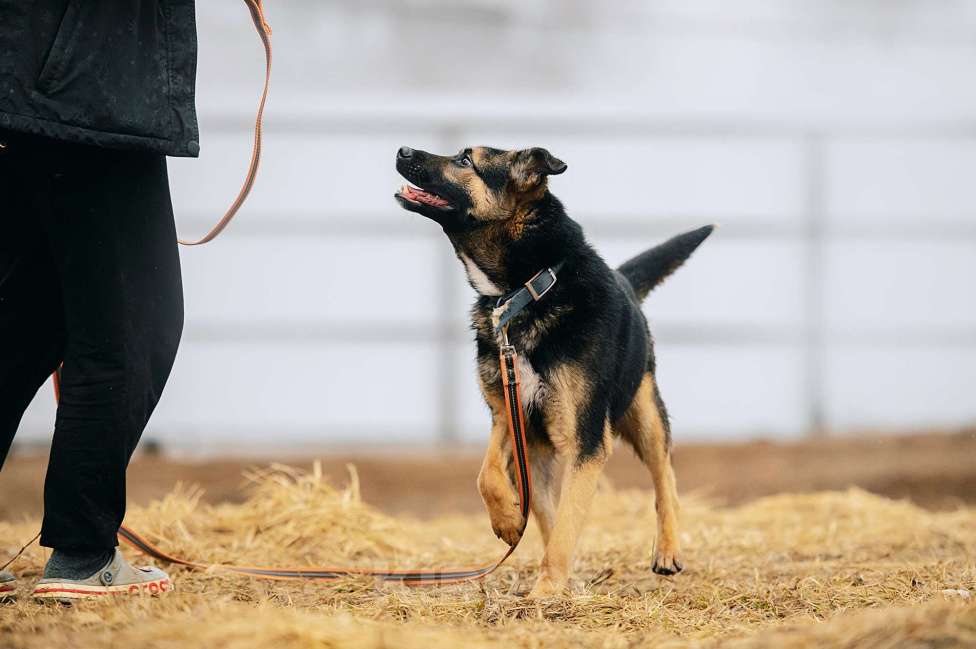 Собаки в Москве: Тимон Мальчик, Бесплатно - фото 4