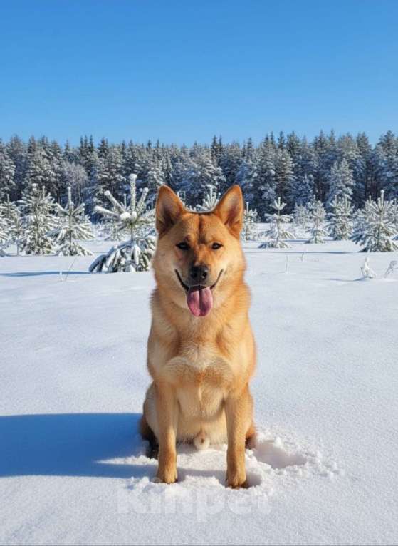 Собаки в Москве: Брутальный красавец Рич ищет хозяев! Мальчик, Бесплатно - фото 5