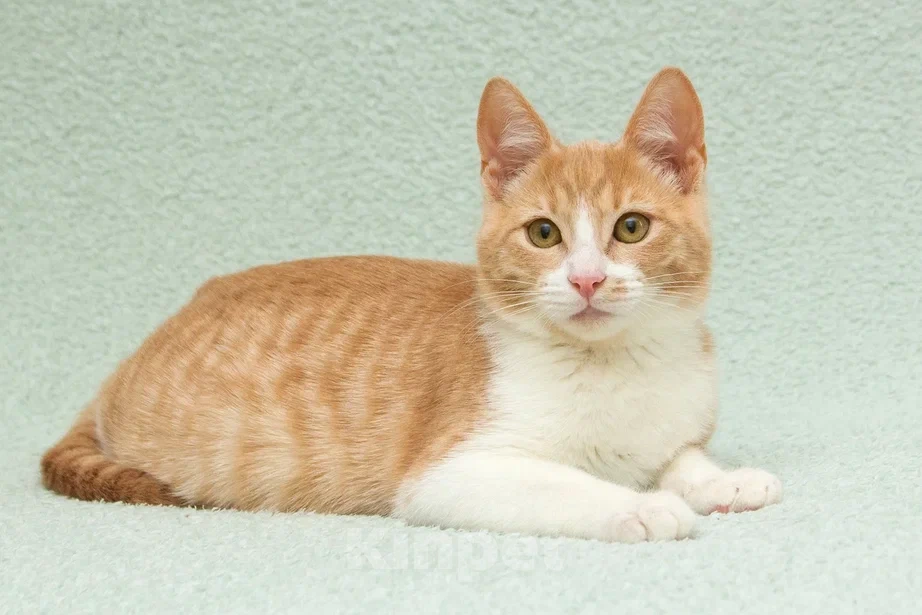 Кошки в Москве: Очень красивые котята (5 мес.) в добрые руки Девочка, Бесплатно - фото 2