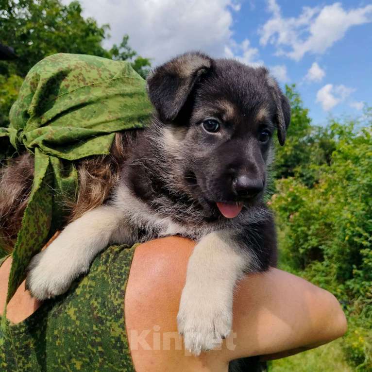 Собаки в других городах Краснодарского края: Восточноевропейская овчарка Девочка, 45 000 руб. - фото 9