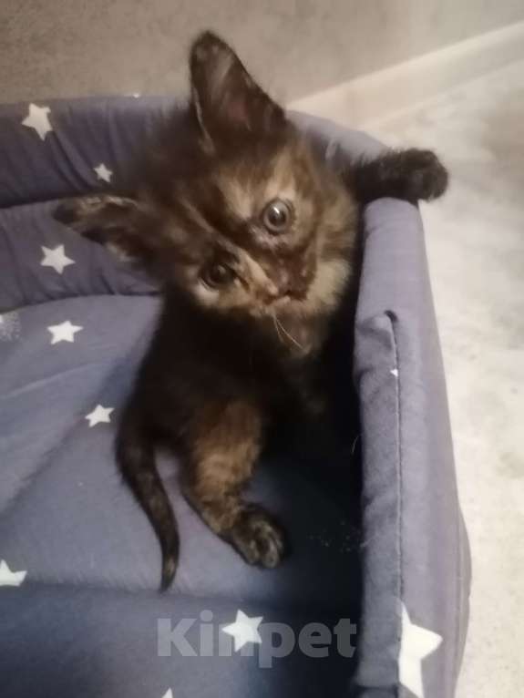 Кошки в Красноярске: Девочка 1 мая рождения Девочка, 1 руб. - фото 5