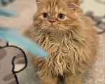 Кошки в других городах Московской области: Шотландские длинношёрстные котята Мальчик, 50 000 руб. - фото 5
