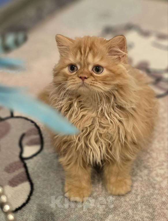 Кошки в других городах Московской области: Шотландские длинношёрстные котята Мальчик, 50 000 руб. - фото 5
