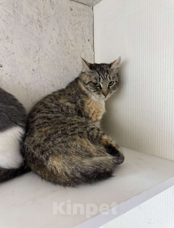 Кошки в других городах Московской области: Трехцветная кошка Шанель срочно ищет дом! Девочка, Бесплатно - фото 2