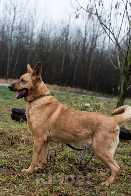 Собаки в Москве: Лаки Девочка, Бесплатно - фото 2