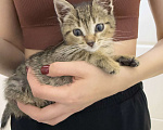 Кошки в Москве: Котенок-мальчик СРОЧНО ищет дом. Бесплатно в добрые руки Мальчик, Бесплатно - фото 3