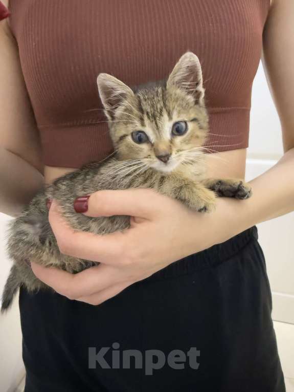 Кошки в Москве: Котенок-мальчик СРОЧНО ищет дом. Бесплатно в добрые руки Мальчик, Бесплатно - фото 3