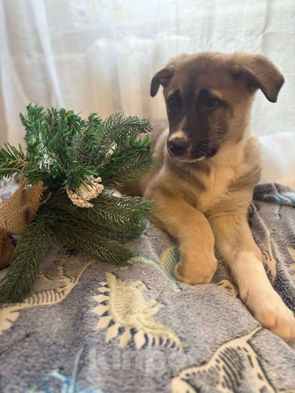 Собаки в Москве: Щенок в добрые руки Девочка, Бесплатно - фото 7