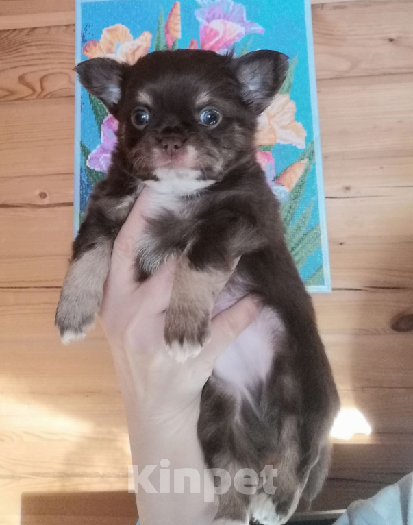 Собаки в Санкт-Петербурге: Мальчик чих дш Мальчик, 30 000 руб. - фото 2