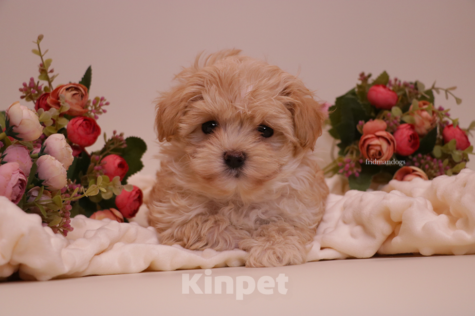 Собаки в Москве: Мальтипу F1 мини  Девочка, Бесплатно - фото 6