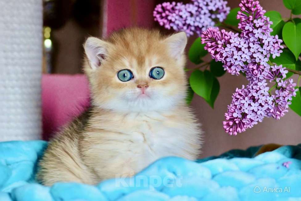 Кошки в Новосибирске: Британская золотая шиншилла Мальчик, 150 000 руб. - фото 5