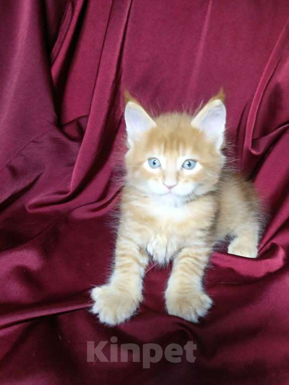 Кошки в Артеме: Мэйнкун Мальчик Мальчик, 40 000 руб. - фото 1