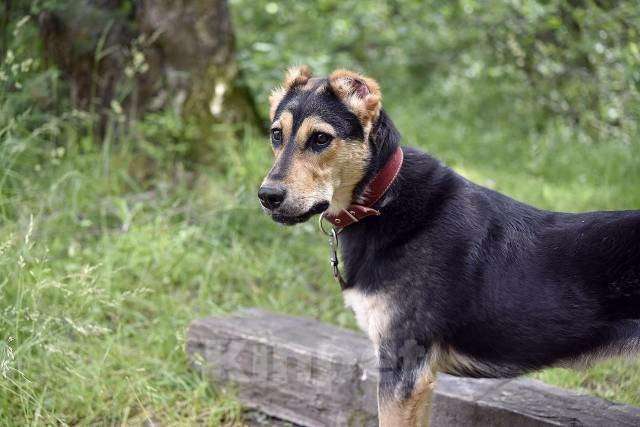 Собаки в Пушкино: отдам собаку Девочка, Бесплатно - фото 2