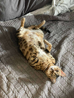 Бенгальский котенок