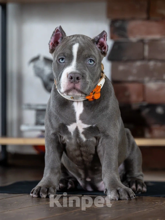 Собаки в Воронеже: Американский Булли девочка Девочка, Бесплатно - фото 7