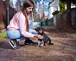 Собаки в Москве: Маленький щенок в поисках семьи Мальчик, Бесплатно - фото 5
